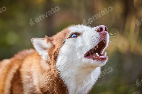 Preview: Siberian Husky dog profile portrait with blue eyes and brown white color, cute sled dog breed