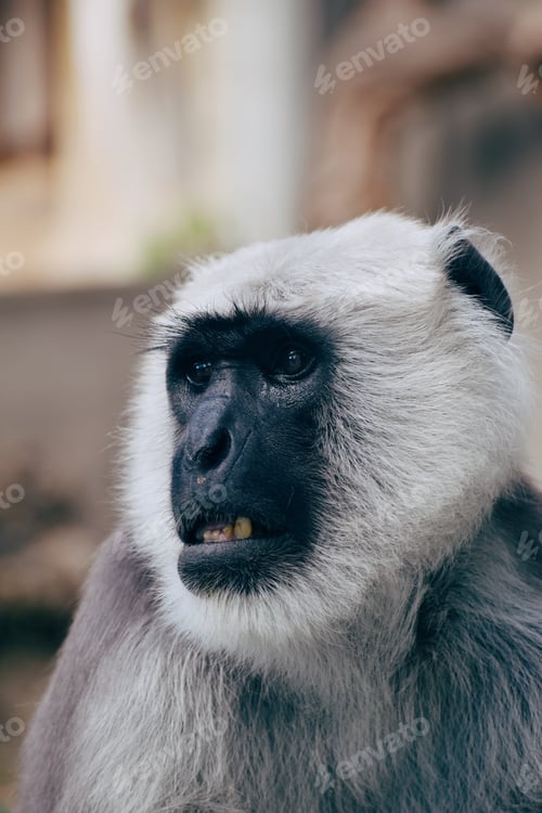 Preview: Portrait of hanuman langur