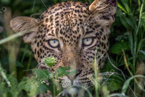 Preview: Leopard starring at the camera.