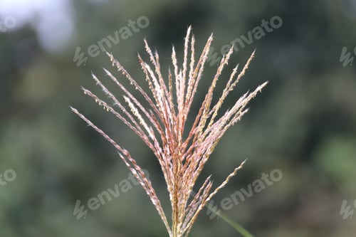 Preview: Selective focus shot of chinese silver grass (miscanthus sinensis)