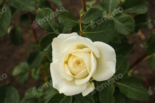 Preview: Closeup view of beautiful blooming rose bush outdoors