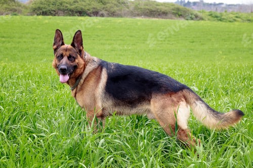 Preview: German shepherd dog