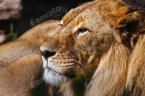 Preview: African Lion in Captivity in Australia