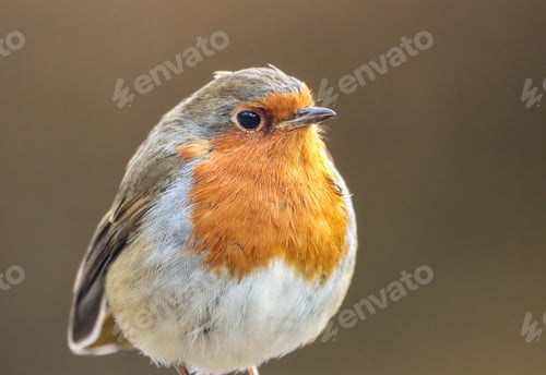 Preview: Vibrant and colorful robin bird perched gracefully on a tree branch in a lush forest setting