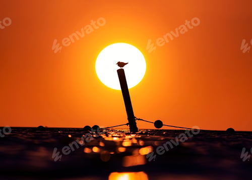 Preview: Silhouette of a bird perched on a pole with a vibrant sunset in the background