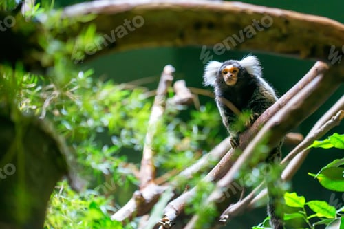 Preview: Common marmoset or Callithrix jacchus