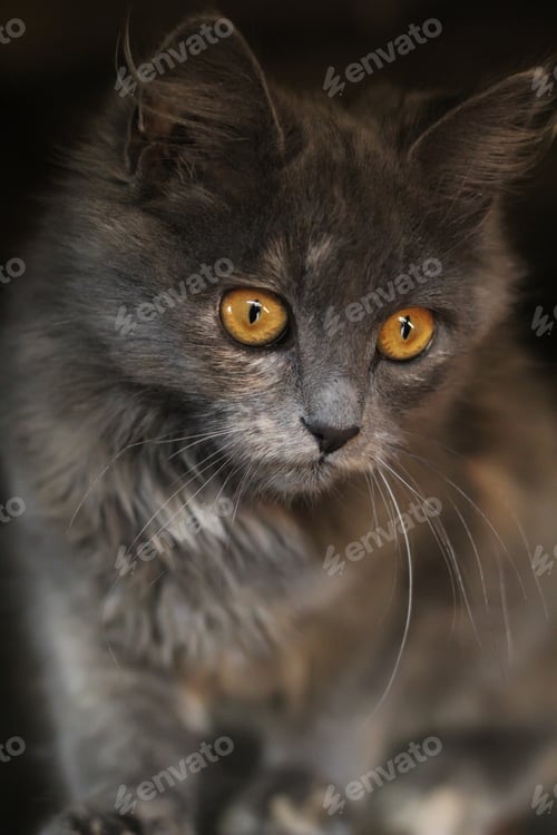 Preview: The cute gray cat. Funny cat. The concept of fashionable cats.