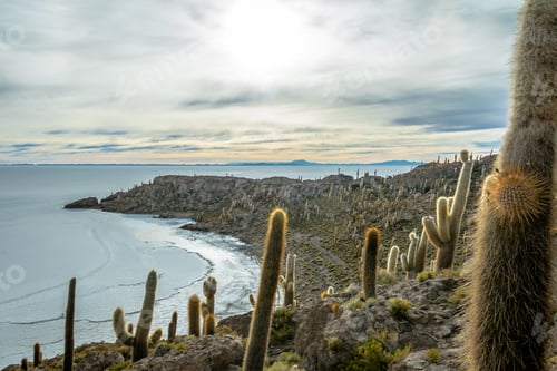 Vorschau: Incahuasi Cactus Island in der Salzebene Salar de Uyuni - Departamento Potosi, Bolivien