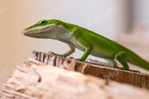 Preview: Anole lizard on a wooden surface