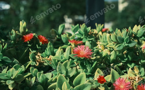 Preview: Blooming succulents, close-up, the idea of decorating space