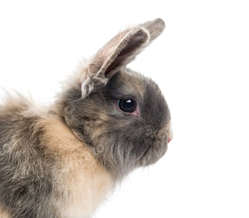 Preview: Close-up of a Rabbit (4 months old)