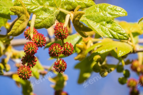 Preview: New western sycamore leaves and red fruits on a blue sky background, California
