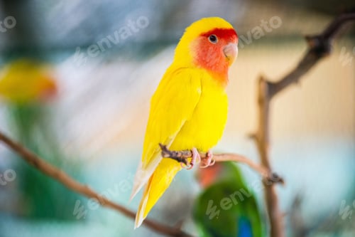 Preview: lovebirds, lover bird, lovely
