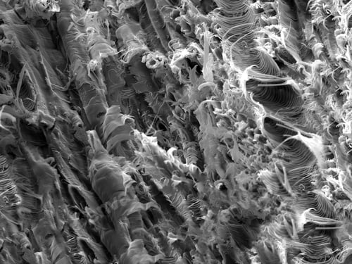 Preview: Micro structure from a fracture of Lacewood, imaged in a scanning electron microscope