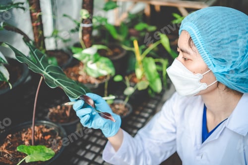 Preview: biology scientist working to research a growth plant in agriculture greenhouse