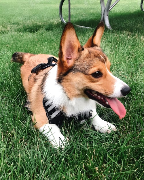 Preview: Happy Little Corgi on Grass