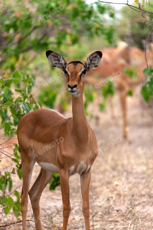 Preview: Impala Antelope - Botswana