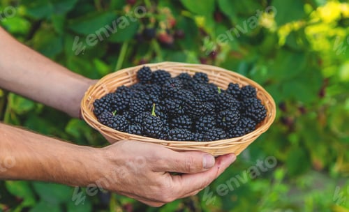 Preview: A man harvests blackberries in the garden. Selective focus.