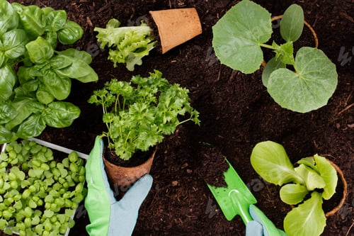 Preview: Woman planting young seedlings of lettuce salad in the vegetable garden