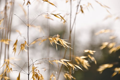 Preview: golden empty grass seed husks in the sunshine in autumn or fall