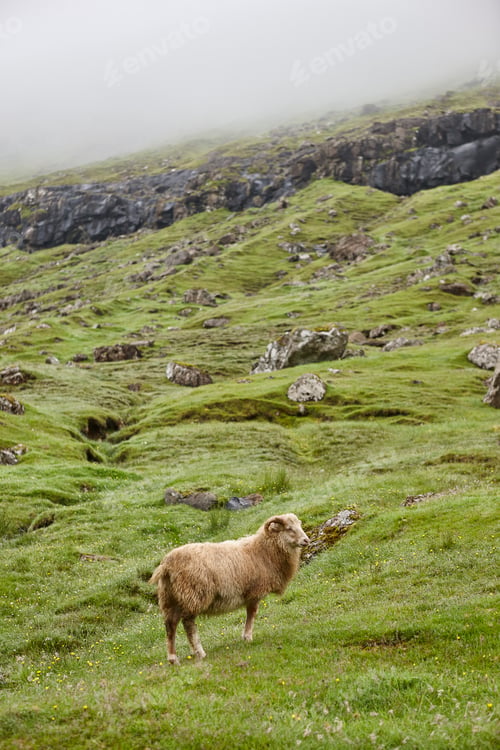 Preview: Sheep on Faroe islands cliffs. Green scenic landscape foggy day