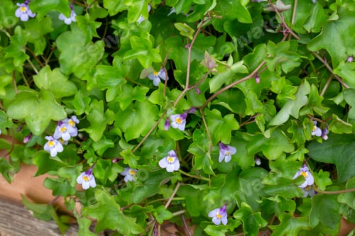 Preview: Cymbalaria muralis, commonly called ivy-leaved toadflax