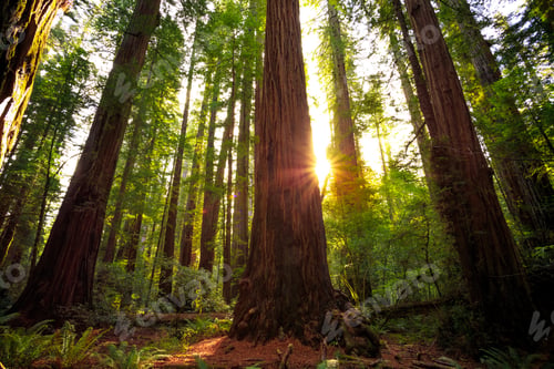 Preview: Sunrise In The The Redwoods At Redwoods National And State Parks California