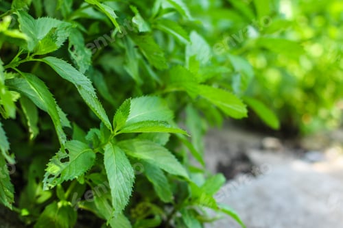 Preview: Mint, Petals And Bushes (Branches Of Green, Refreshing Mint). Top Food Background. Copy Space