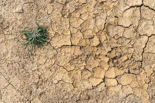 Preview: Survived grass in dry cracked mud during the dry season