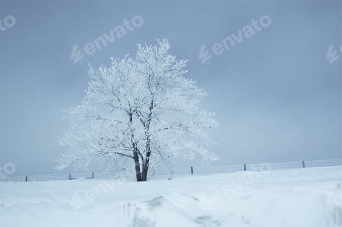 Preview: Scenic Winter Landscape
