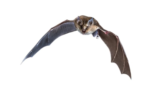 Preview: Flying Greater horseshoe bat on white background