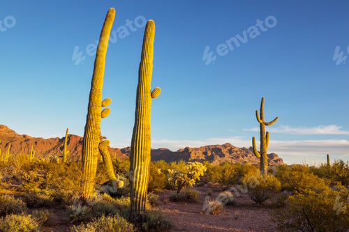Saguaro Cactus and Desert Landscape at Sunset