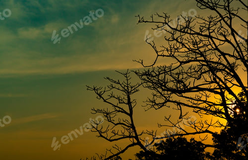 Preview: Silhouette dead tree on beautiful sunset or sunrise on golden sky. Background for peaceful