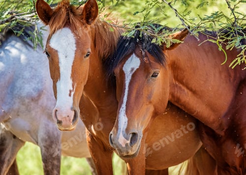 Preview: Closeup of Two Wild Horses