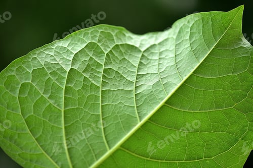 Preview: Close up of green plant leaf.