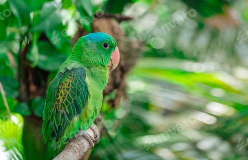 Preview: the blue-crowned green parrot sitting on branch