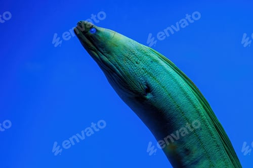 Preview: Underwater shot of fish Gymnothorax funebris