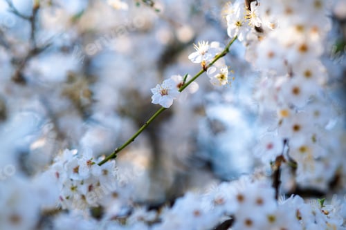 Preview: Fruit tree twigs with blooming white and pink petal flowers in spring garden.