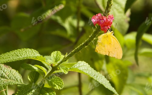 Preview: Vibrant yellow brimstone perched atop a lush red plant