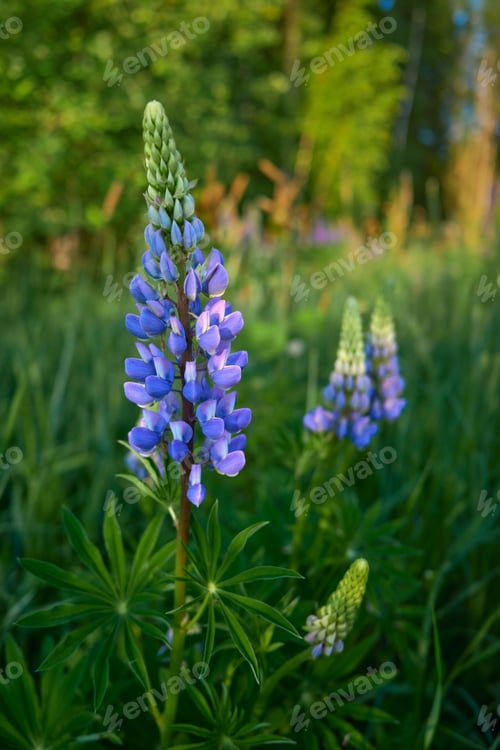 Preview: Flowers of forests and fields of Northern Europe: lupins, lupinus.