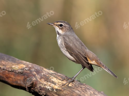 Preview: Bluethroat, Luscinia svecica. Early morning, an adult female bird sits on a branch near a river