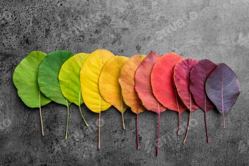 Preview: Selection of colorful autunm leaves