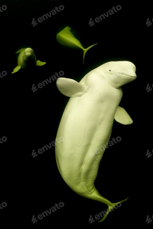 Preview: Graceful beluga whales gliding through the dark waters