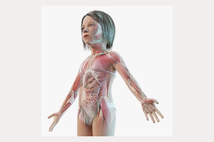 Preview: Child Anatomy: Full Female Anatomical Structure