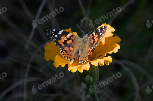 Preview: Closeup shot of a painted lady butterfly on an orange flower