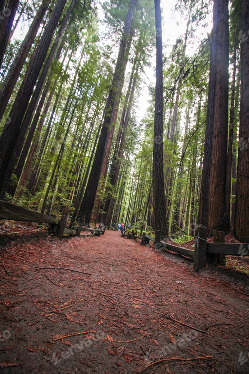 Preview: The path trail through the tall Redwoods.