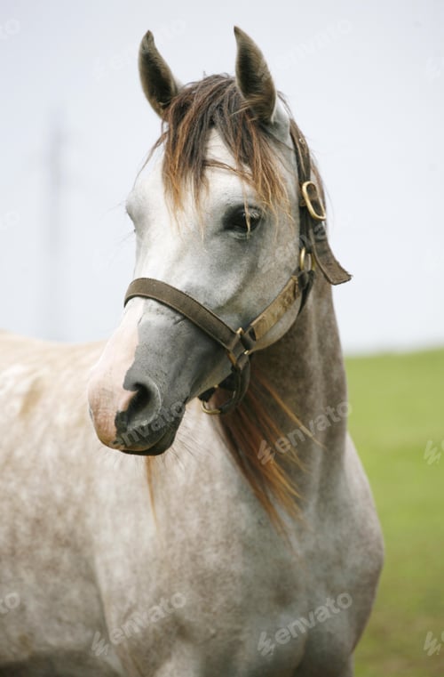 Preview: arabian, horse, mare, stallion, riding
