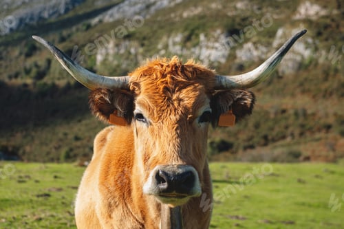 Preview: free cow in the mountain