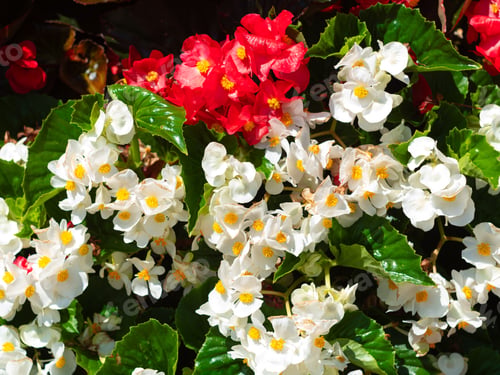 Preview: Flower Tower Everblooming Begonia flower planter close up city street decoration Urban Public spaces