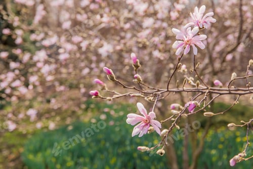Preview: Magnolia tree branch with pink flowers in the foreground with a green background.
